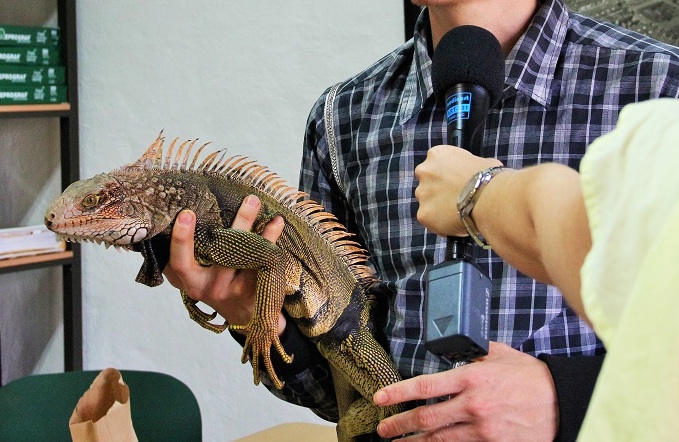 Entrega voluntaria de fauna silvestre en el municipio de Bello, (2).JPG