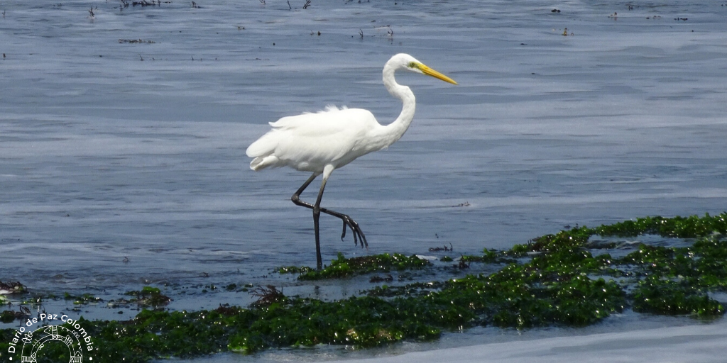 © diariodepazcol.png