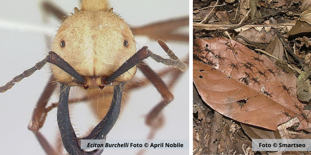 © diariodepazcol(7).png