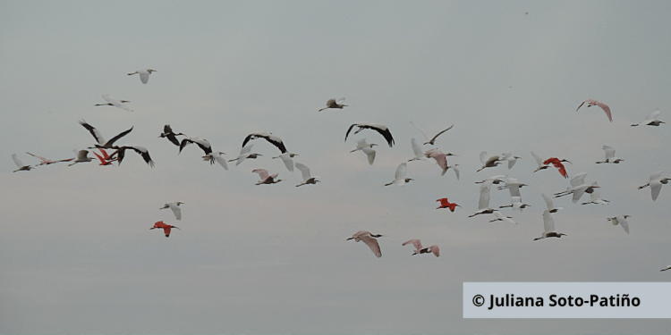 ©juliana_soto_patino2